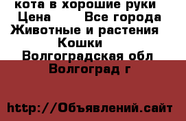 кота в хорошие руки › Цена ­ 0 - Все города Животные и растения » Кошки   . Волгоградская обл.,Волгоград г.